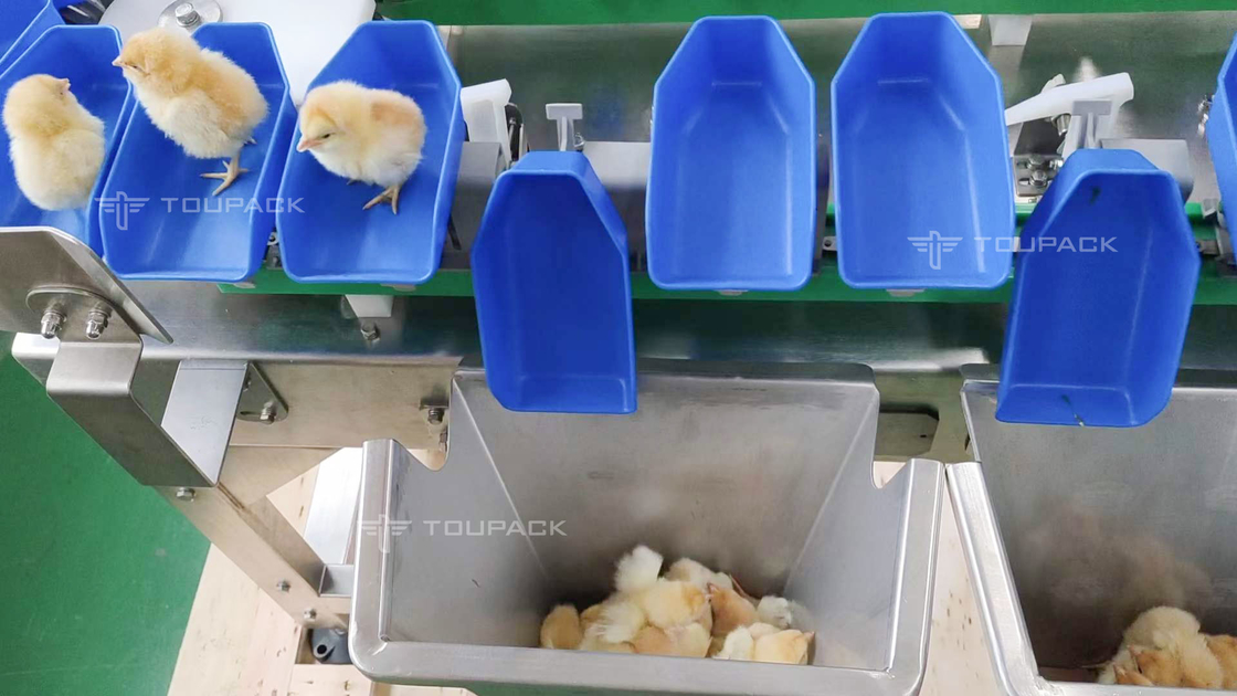 Machine d'évaluation automatique faite sur commande de dates de fruit de trieuse de poids de poulet d'ormeau de feston
