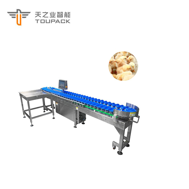 Machine d'évaluation automatique faite sur commande de dates de fruit de trieuse de poids de poulet d'ormeau de feston