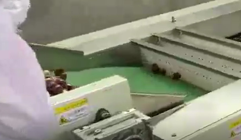 Trieuse de jujubes de l'acier au carbone 220V assortissant la chaîne de production