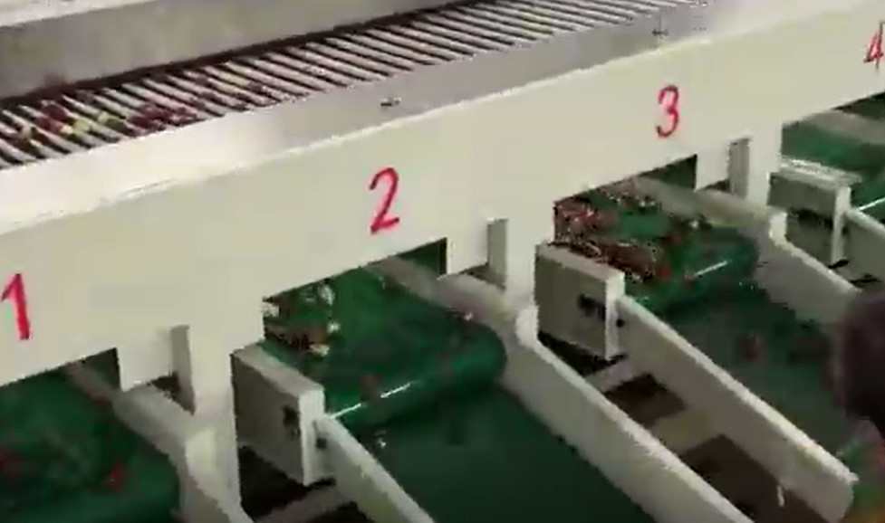 Trieuse de jujubes de l'acier au carbone 220V assortissant la chaîne de production