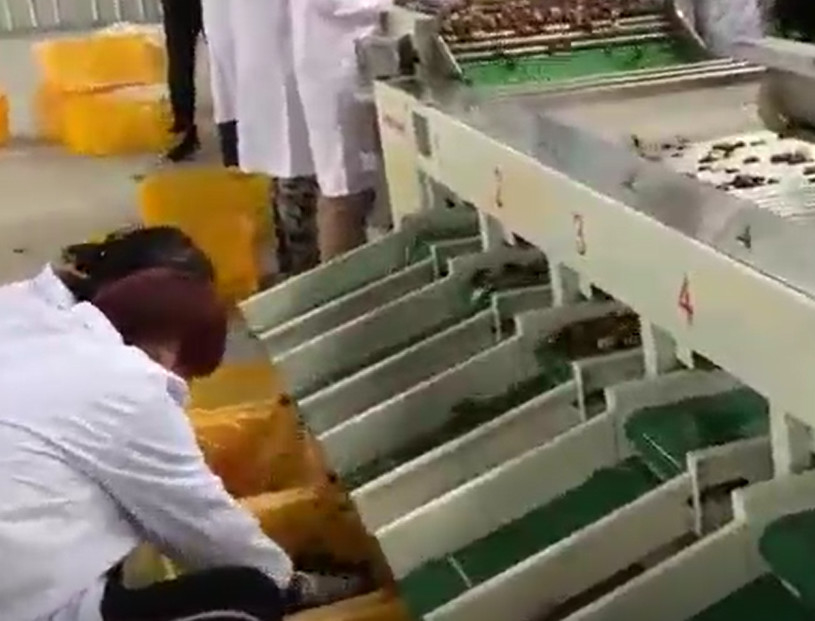 Trieuse de jujubes de l'acier au carbone 220V assortissant la chaîne de production