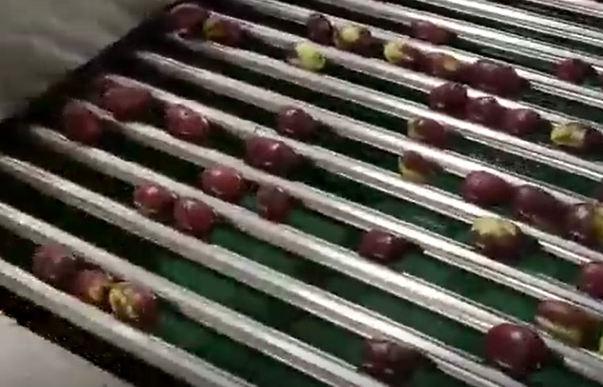 Trieuse de jujubes de l'acier au carbone 220V assortissant la chaîne de production