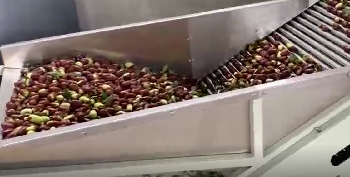 Trieuse de jujubes de l'acier au carbone 220V assortissant la chaîne de production