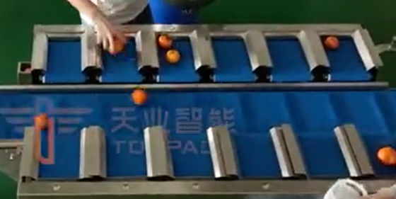 Échelle de ceinture de vitesse de machine à emballer de peseur de PLC Multihead pour l'orange fraîche